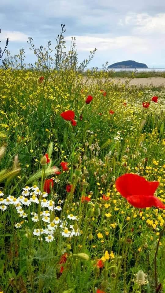 Basileia'S Home PalaiónTsiflíkion Dış mekan fotoğraf